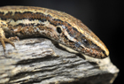 Common skink050web-1.jpg